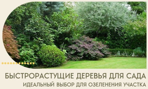 Быстрорастущие деревья для сада идеальный выбор в Ангарске