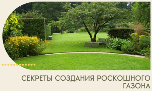Секреты создания роскошного газона в Ангарске